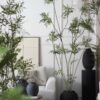 ⁦עץ אופליסמנוס 230 ס”מ⁩ – תמונה ⁦4⁩