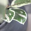 ⁦עץ מלאכותי אפיקוס 180 ס”מ⁩ – תמונה ⁦3⁩
