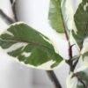 ⁦עץ מלאכותי אפיקוס 180 ס”מ⁩ – תמונה ⁦4⁩