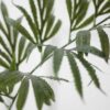 ⁦ענף דקל⁩ – תמונה ⁦2⁩